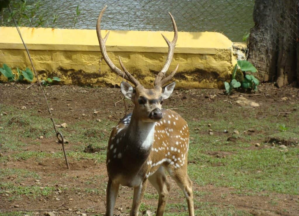 Deer Park