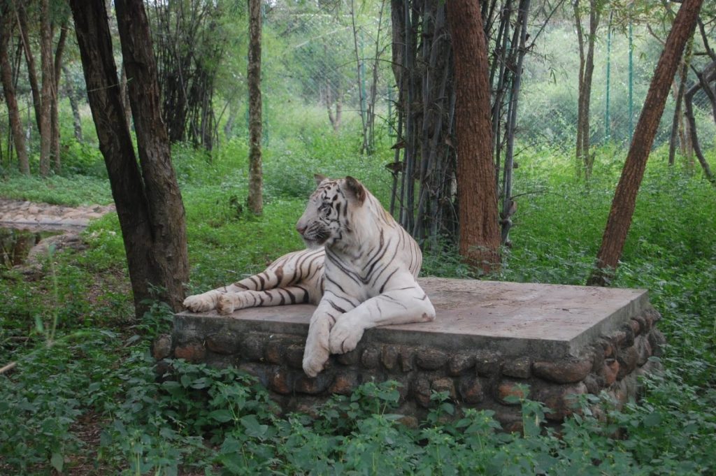 Bannerghatta Zoo