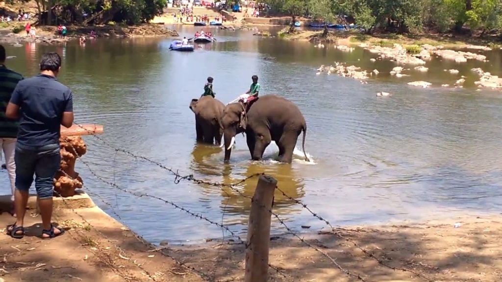 Dubare Elephant camp