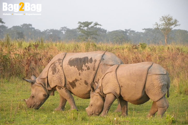 Manas National Park