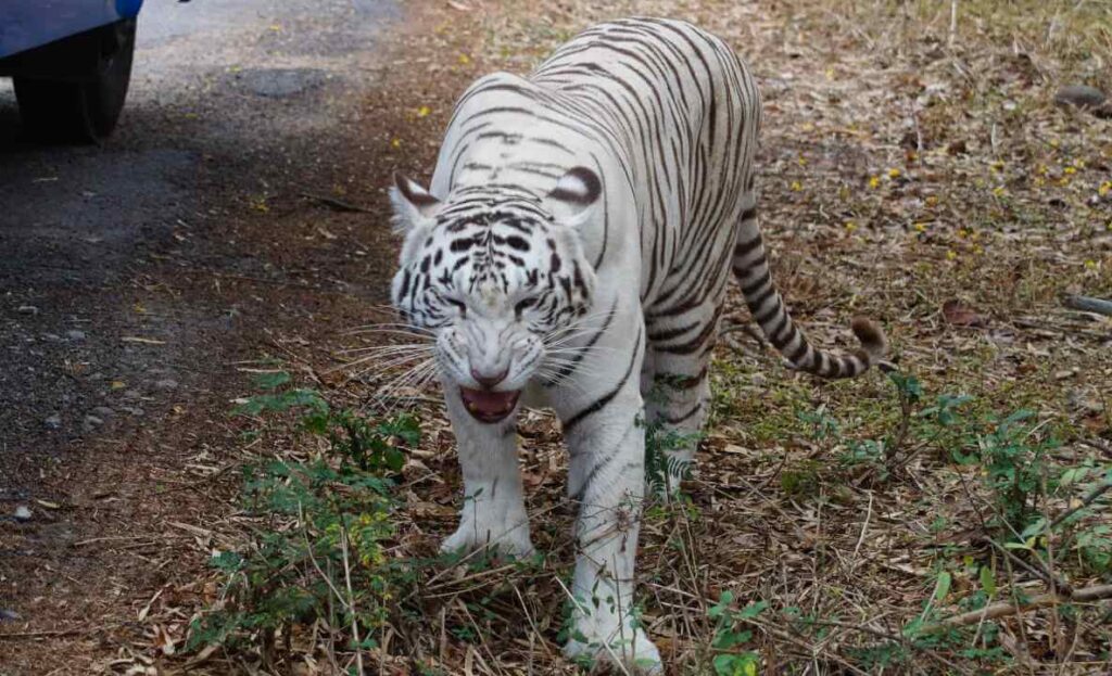 white-tiger-at-bannerghatta-zoo