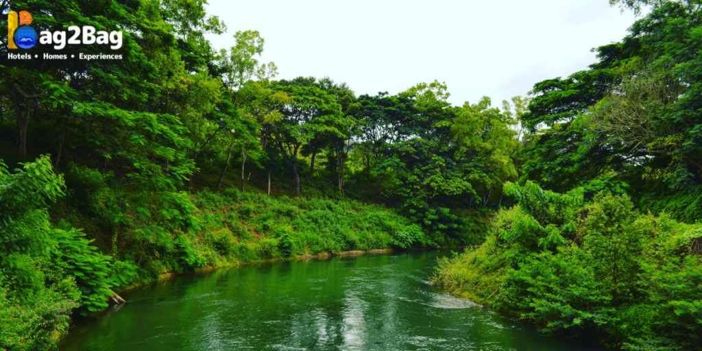 An enchanting view of a stream and lush green forest.