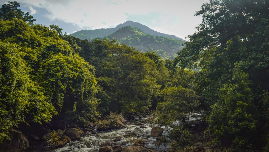 greenery in Wayanad